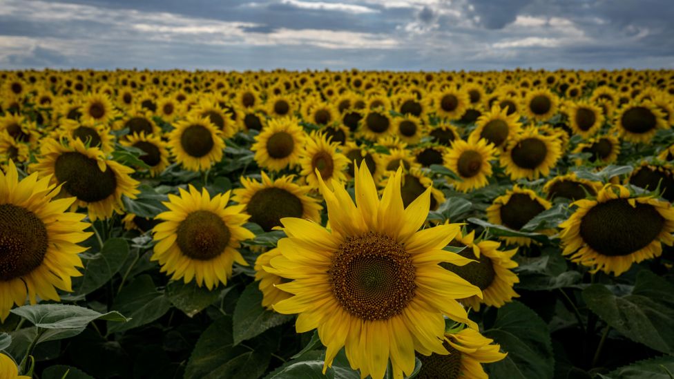 Sunflowers have been used to extract radioactive isotopes from soil following a nuclear disaster (Credit: Wolfgang Schwan / Getty Images)
