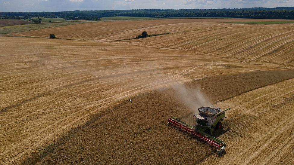 In normal times, Ukraine is one of the world's largest grain exporters, but the war has caused long-lasting damage to farming productivity (Credit: Alexey Furman / Getty Images)
