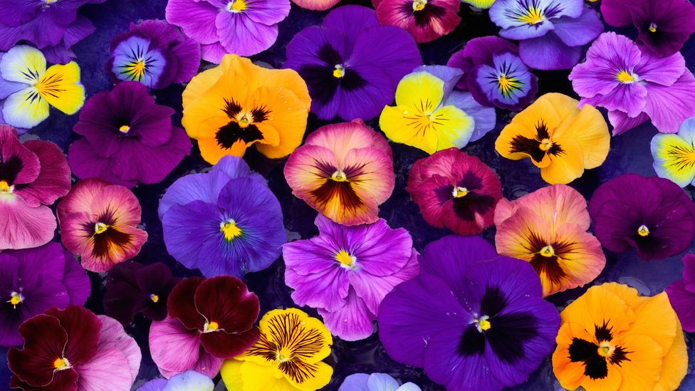 Pansies in many different colours (Credit: Getty Images)
