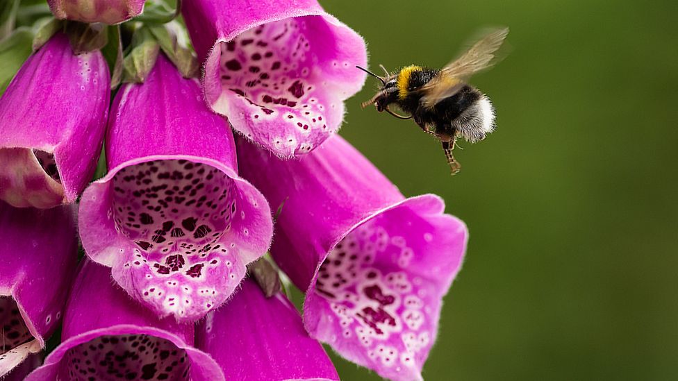 The beautiful flowers that bees can't use - BBC Future