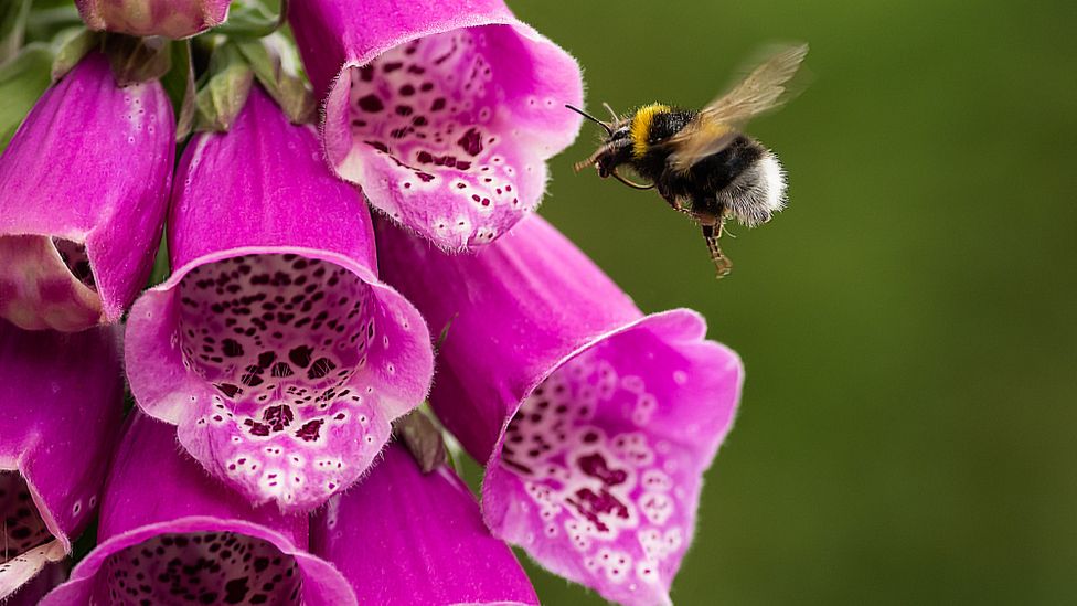 As abelhas acham particularmente fácil distinguir a cor roxa, e muitas de suas flores favoritas são dessa tonalidade (Crédito: Getty Images)