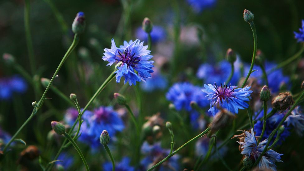Enquanto as plantas de flor única podem fornecer uma fonte abundante de néctar para insetos, as variedades de flor dupla geralmente produzem muito menos (Crédito: Getty Images)