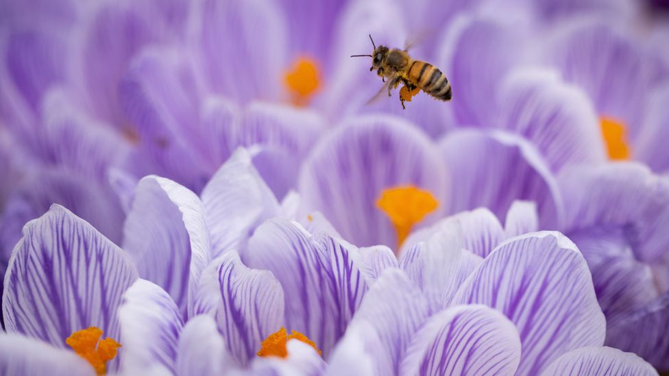 Flores da primavera, como açafrão, jacintos e miosótis, podem fornecer uma fonte inicial de néctar para as abelhas que emergem de seus ninhos de inverno (Crédito: Getty Images)
