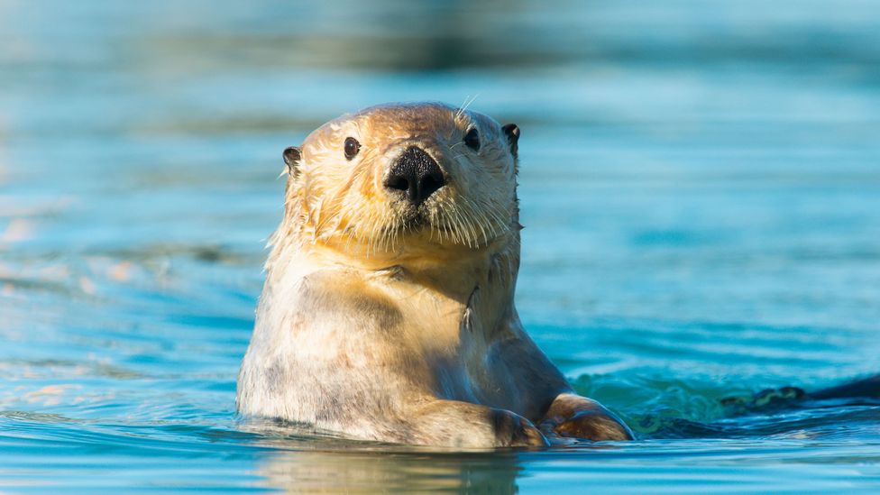 The success of sea otter reintroductions has raised concerns over how their voracious appetite impacts shellfish populations (Credit: Roland Hemmi/Getty Images)