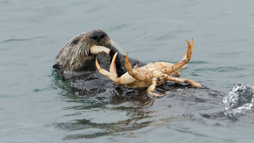 The apparent all-or-nothing battle lines between otters and shellfish is more complex than it first seems (Credit: Chase Dekker/Getty Images)