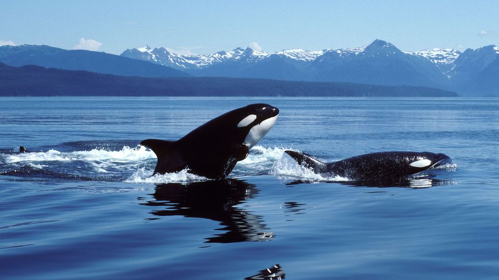 Experts think orcas started eating sea otters in the Aleutian Archipelago when their traditional prey collapsed (Credit: VW Pics/Getty Images)