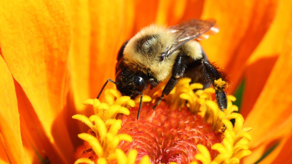 Light pollution is negatively impacting many different species, including bumblebees (Credit: Getty Images) Light pollution is negatively impacting many different species, including bumblebees (Credit: Getty Images)