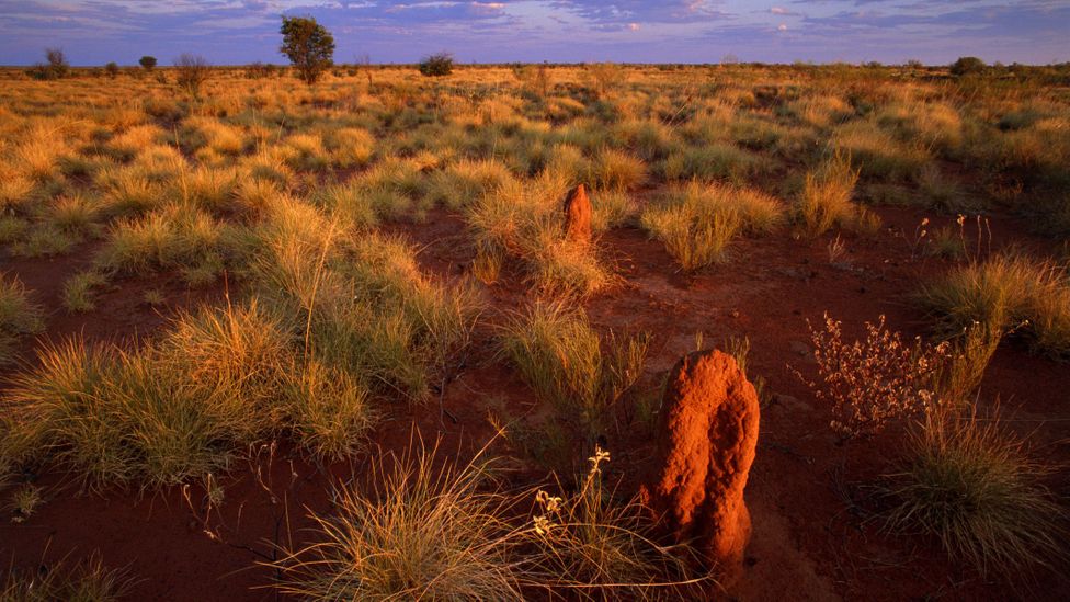 The Tanami Desert is one of the most isolated and arid regions in the world (Credit: Theo Allofs/Getty Images)