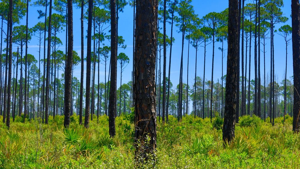 Capturing and storing the CO2 released by bioenergy crops such as these Loblolly pines when they are burned could contribute to negative emissions (Credit: Craig Lovell/Alamy)