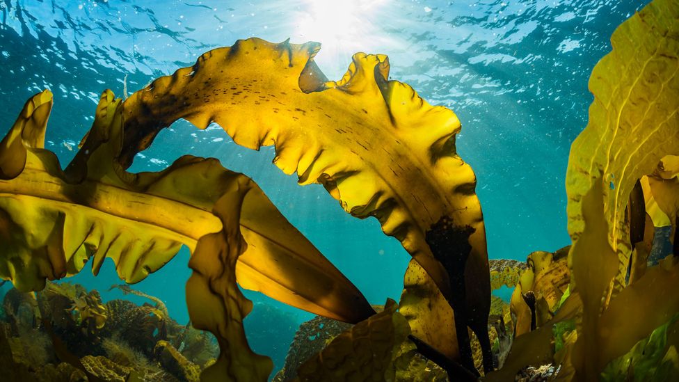 Kelp grows rapidly and requires few resources. How helpful could it be as a fuel? (Credit: Getty Images)