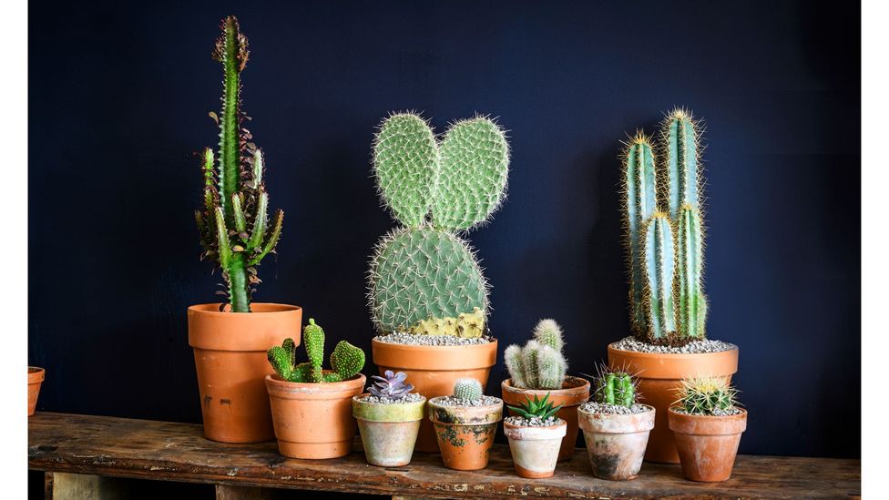 Interiors painted in dark, rich colours provide a dramatic backdrop for plants (Credit: Dorling Kindersley/ Jason Ingram)