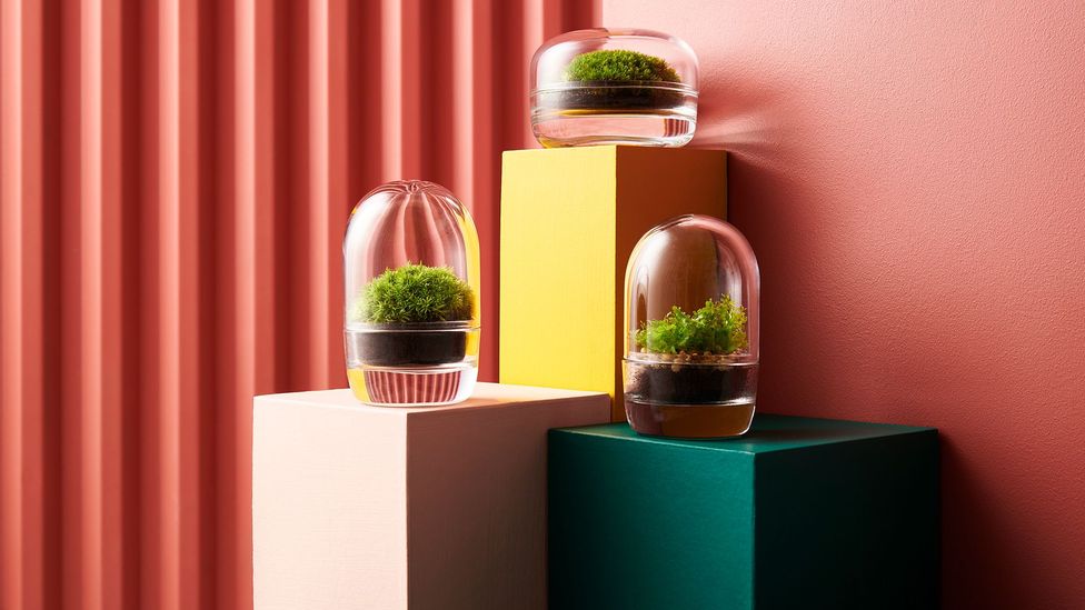 Terrariums are a growing sub-trend with houseplant fans (Credit: London Terrariums)