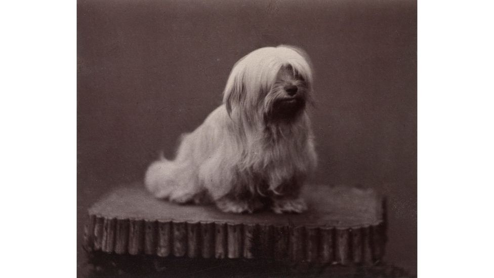 Seen as one of Britain's best animal painters in his day, Charles Burton Barber made a portrait of Queen Victoria's dog Minna in 1873 (Credit: His Majesty King Charles III 2022)