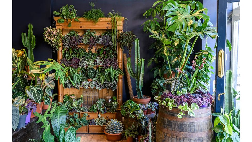 Eight ways indoor plants can improve your home BBC Culture