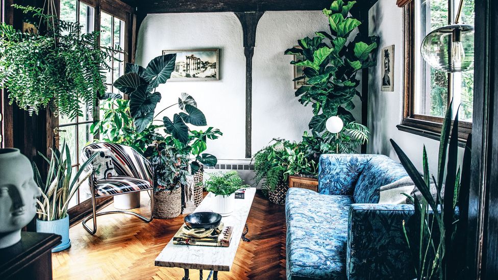 indoor plants living room