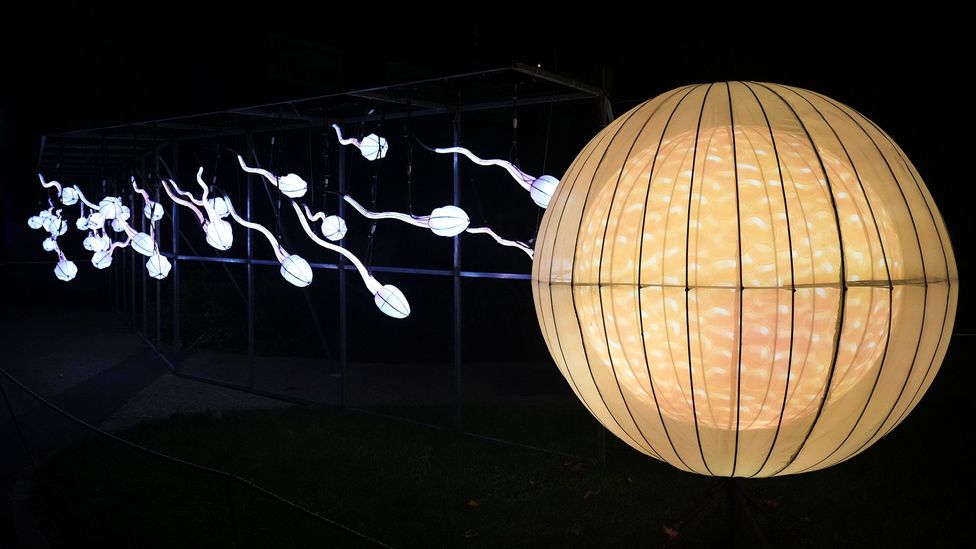 Lanterns in the shape of sperm and an egg (Credit: Edward Berthelot/Getty Images)