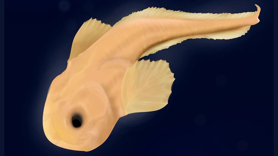 How Do Fish Survive In The Deep Ocean BBC Future