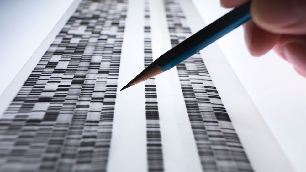 Copy of a DNA electrophoresis gel (Credit: Getty Images)