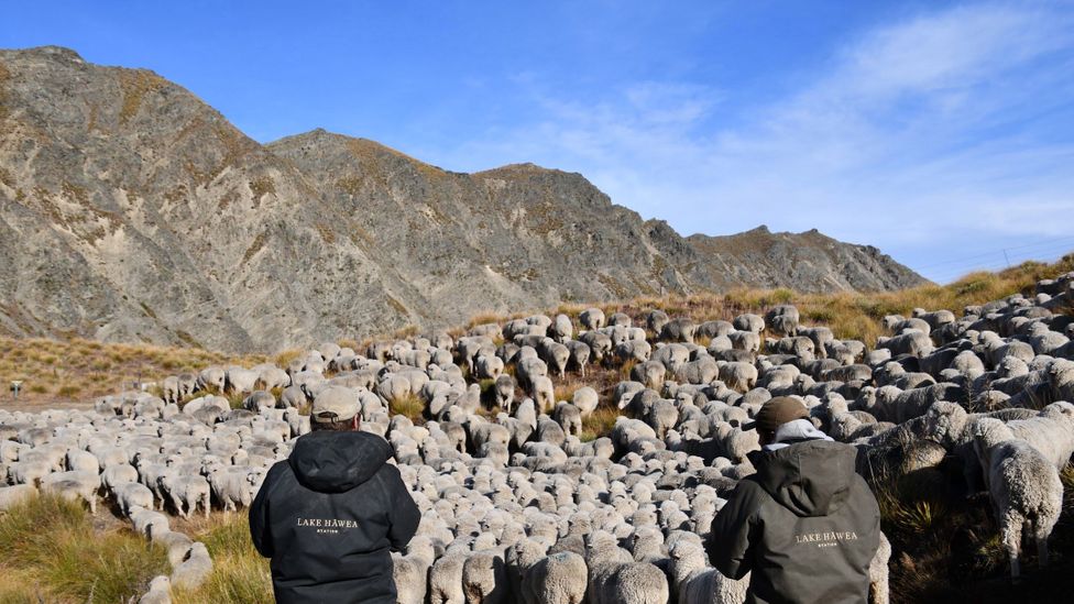 Sheep farmers at Lake Hāwea Station darm in New Zealand use rotational grazing to reduce the livestock’s environmental impact on paddocks (Credit: Lake Hāwea Station)