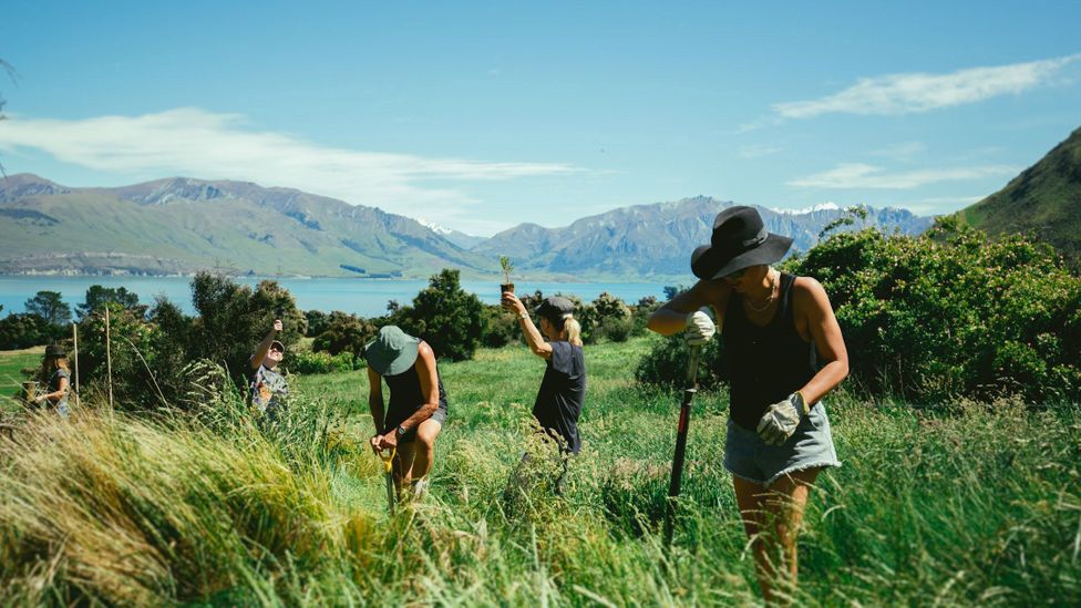 Advocates say the diversity of plant, microbe and animal life can be improved on regenerative farms (Credit: Lake Hāwea Station)