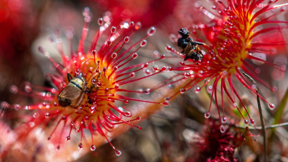 Insects being eaten by a sundew plant (Credit: Alamy)