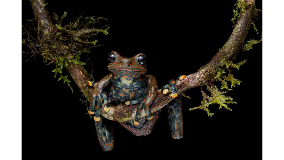 Spotted torrent frog, Santa Barbara Park, Ecuador, Lucas Bustamante; International Union for Conservation of Nature (IUCN) status: Critically Endangered (Credit: Lucas Bustamante)