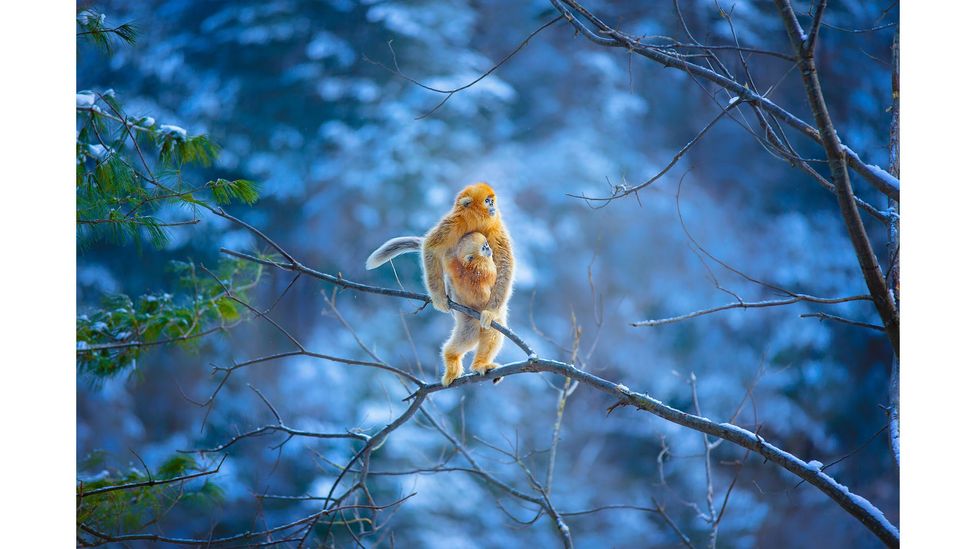 Golden snub-nosed monkey, Foping National Nature Reserve, China by Qiang Zhang; IUCN status: Endangered (Credit: Qiang Zhang)