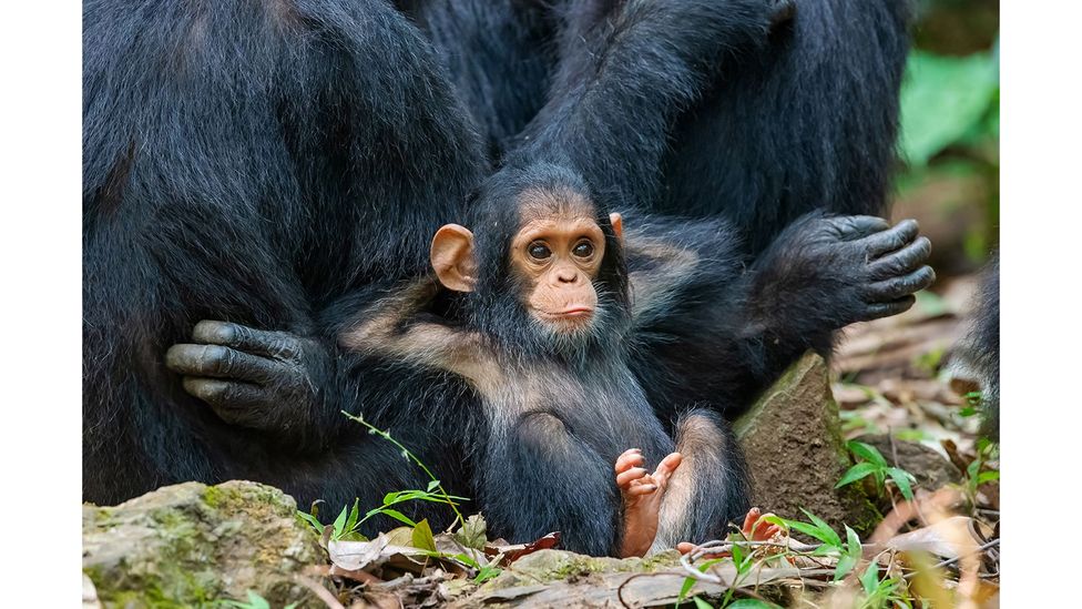 Chimpanzee, Gombe Stream National Park, Tanzania by Thomas D Mangelsen; IUCN status: Endangered (Credit: Thomas D Mangelsen)