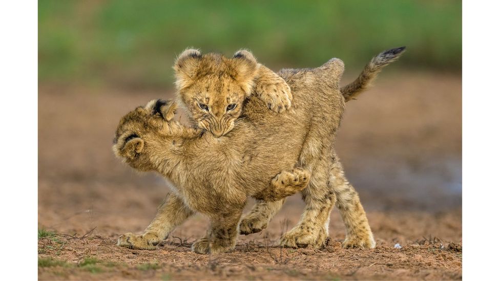 African lion, Tswalu Kalahari Reserve, South Africa by Marcus Westberg; IUCN status: Vulnerable (Credit: Marcus Westberg)