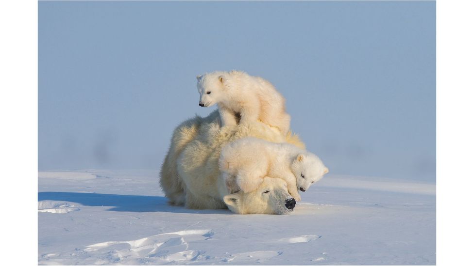 Polar bear, Wapusk National Park, Manitoba, Canada by Hao Jiang; IUCN status: Vulnerable (Credit: Hao Jiang)