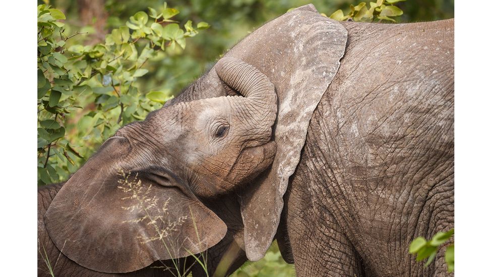 African Elephant, Kruger National Park, South Africa by Berndt Weissenbacher; IUCN status: Endangered (Credit: Berndt Weissenbacher)