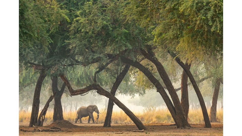 African elephant, Lower Zambezi National Park, Zambia, by Marsel van Oosten; IUCN status, Endangered (Credit: Marsel van Oosten)