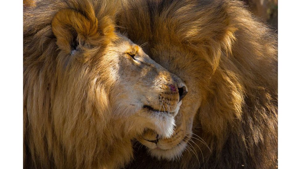 African lions, Naboisho Conservancy, Kenya by Graeme Green; IUCN status: Vulnerable (Credit: Graeme Green)