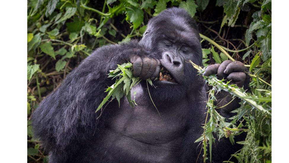 Mountain Gorilla, Volcanoes National Park, Rwanda by Mark Edward Harris; IUCN status: Endangered (Credit: Mark Edward Harris)