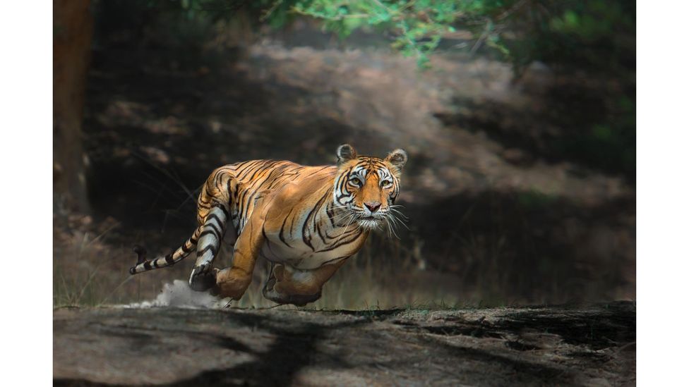 Bengal tiger, Bandhavgarh National Park, India by Thomas Vijayan; IUCN status: Endangered (Credit: Thomas Vijayan)