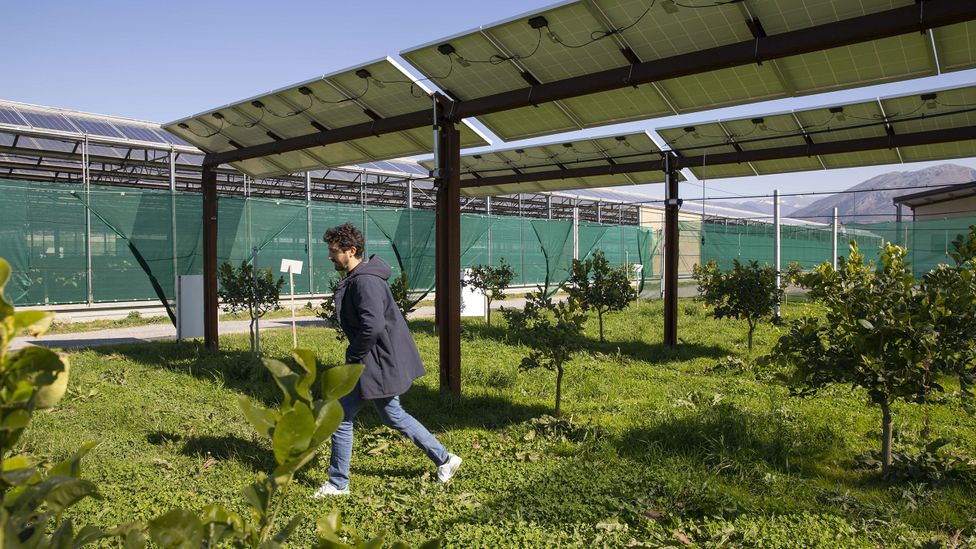Installing raised panels costs more than ground-mounted arrays, but the benefits for the farming community of keeping the land could outweigh the costs (Credit: Agostino Petroni)