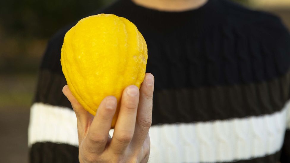 A historic variety of citron almost died out in Calabria, before agrivoltaics revolutionised its cultivation (Credit: Agostino Petroni)