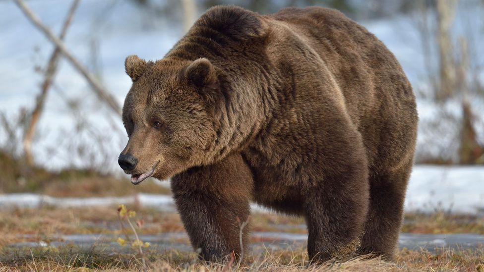 Animals that hibernate, such as bears, go into a state called torpor which slows down their cellular activity and prevents muscle wastage (Credit: Getty Images)