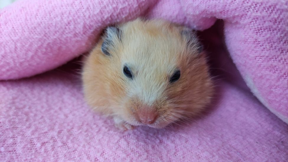 Hamsters could hold the secret to preventing radiation damage to cells on long space voyages (Credit: Getty Images)