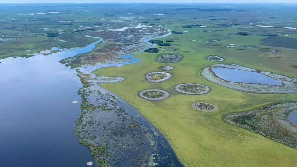 The Iberá Wetlands: Argentina's answer to Yellowstone - BBC Travel