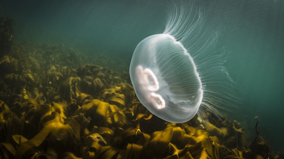 Could restaurants solve the world's jellyfish problem? BBC Future