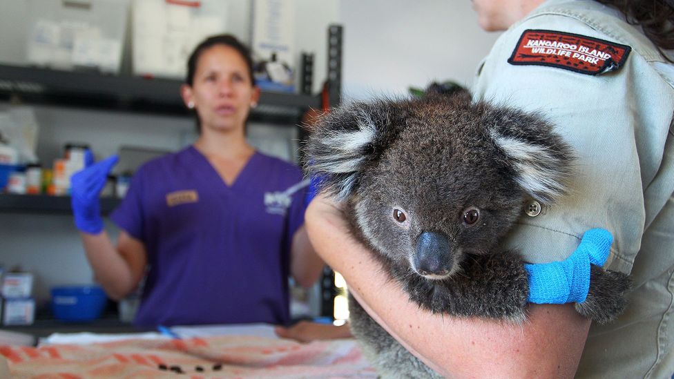 A few koala populations, such as those on Kangaroo Island, a free of the koala retrovirus while others are being invaded by the disease (Credit: Getty Images)