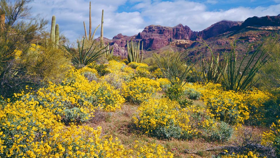 Mesa is an excellent place for outdoor adventures, both in and out of the city limits (Credit: Ron and Patty Thomas/Getty Images)
