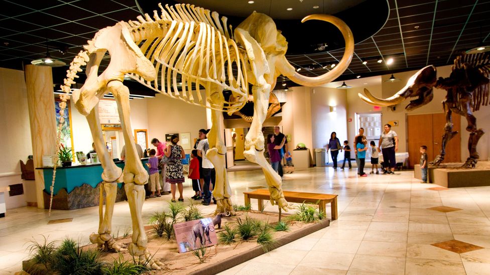 The Arizona Museum of Natural History offers sensory guides and recently ran its first &quot;sensory gentle&quot; event (Credit: Dave G Houser/Alamy)