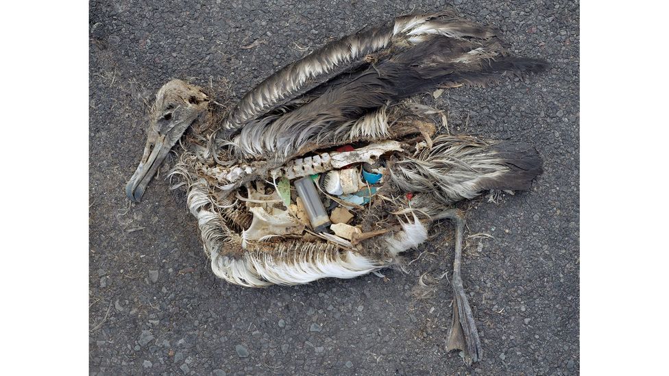 Chris Jordan found thousands of dead seabirds on Midway, all with their stomachs full of everyday plastic items like bottle tops and toothbrushes (Credit: Chris Jordan)