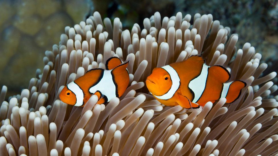 Travellers can help protect the Great Barrier Reef through the Great Reef Census (Credit: Reinhard Dirscherl/Getty Images)