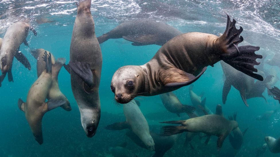 Argentina's Valdes Peninsula is an important breeding ground for southern sea lions (Credit: by wildestanimal/Getty Images)