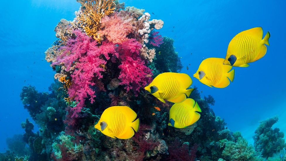 As ocean oxygen levels dip, fish face an uncertain future - BBC Future