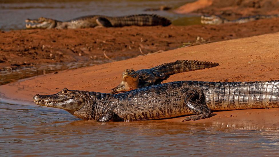 Grandes populações de jacarés podem ser encontradas no Pantanal brasileiro (Crédito: Ibrahim Suha Derbent/Getty Images)
