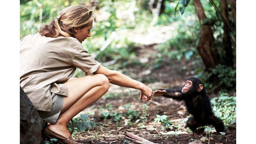 The Human chimp Bond Captured In An Iconic Photo BBC Future